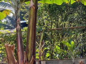 Farm lot in bukidnon 