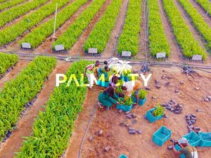 The Palm City Phase II 