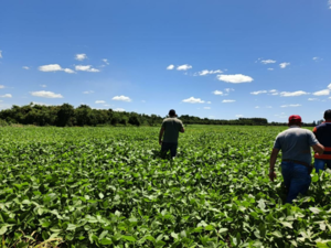 (1) 109-HECTARE AGRICULTURAL PROPERTY