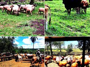 (9) farm of 120 has. en Borja, Guaira