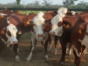 (10) Farm of 12000 has Agua Dulce Chaco Paraguay