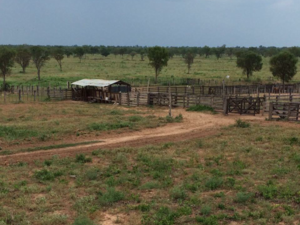 (11) farm of 11,263 has. northern Chaco Paraguay