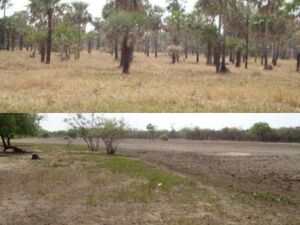 (14) Cattle Ranch of 24.000 has. in Alto Paraguay