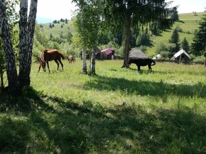 Land in Transylvania Romania