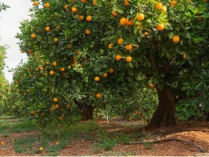 orange orchard for sale 