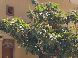 sh 869 town house, Caccamo, Sicily