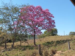 1,002 ha Cattle & Pasture Ranch, Uruacu, Goias, Brazil
