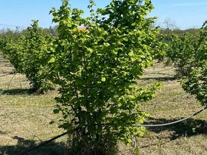Hazelnut plantation for sale