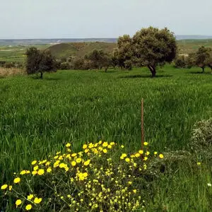 Olive grove in Villanovafranca, Sardinia