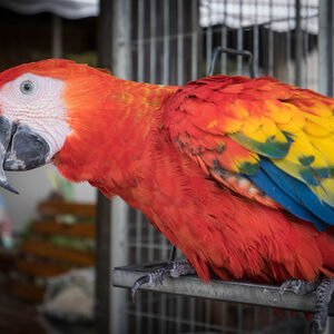 Birds Paradise (557)