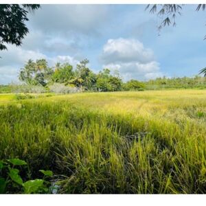 Srilankan Beach near paddy view house for sale