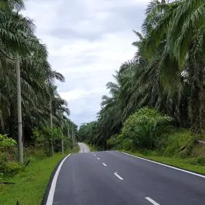 Kuala Muda Oil Palm Plantation for Sale