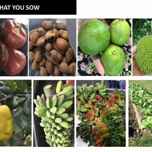 Farm Lot for sale in LEISURE FARMS Lemery Batangas