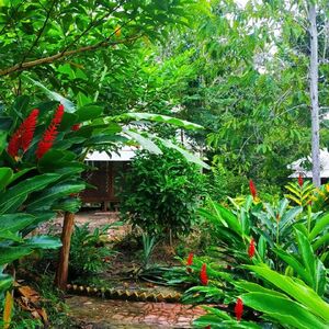 Immediately available  57,5 Ha. Amazonas Paradise 