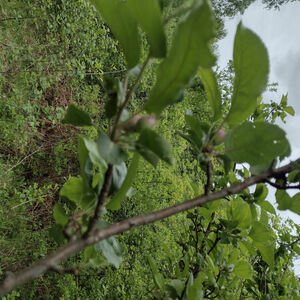 SOLD - Orchard and forest plot next to creek 