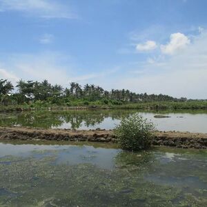 3 to 5 hectares fishpond for sale in Roxas City.
