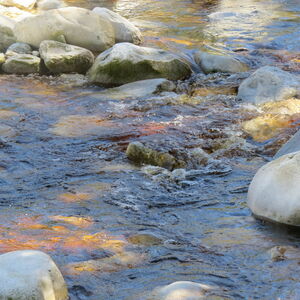 River Surprise (619)