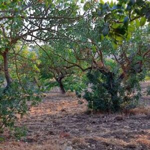 Land in Sicily - Coniglio 