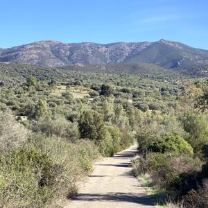 Farm Land with olive trees and well in Dolianova