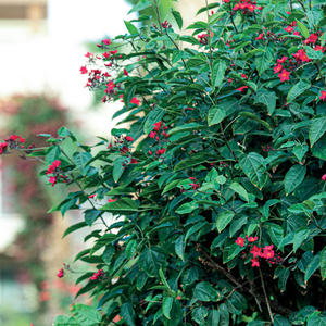 Veranda Sahl Hasheesh – Your Dream Home by the Red Sea