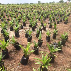 Palm Rich Estate Phase 7