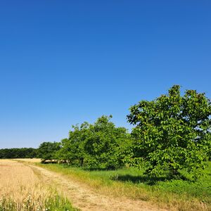 Organic Walnut Orchard – 5.5 hectares – 1,500 Trees 