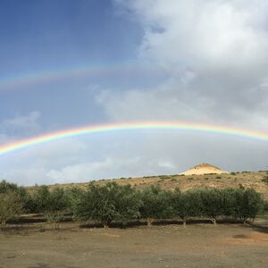 Altevrede Olive Estate (633)
