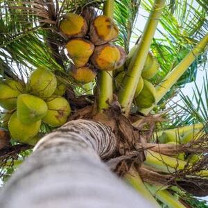 coconut land for sale in Kalpitiya 