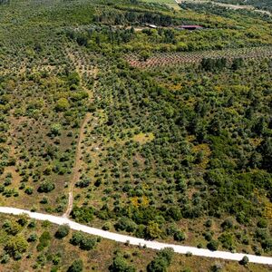 5.5 Hectares Of Land For Sale In Alentejo Portugal