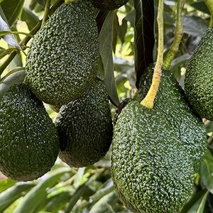 Coffee and Avocado Farms for lease in Murang'a County 