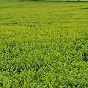 Large-Scale Tea Farms for Sale in Kericho,Nandi & Kiambu Cou