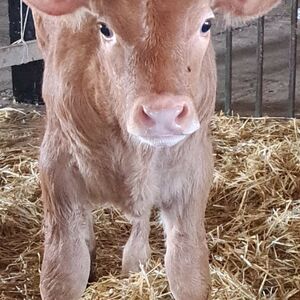 Well-Developed Farm Suitable for Limousin Cattle Breeding 