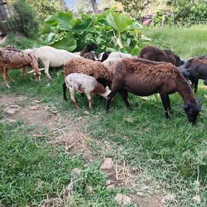 Sheep farm with 90 animals, 85,000 m² of lush pastures...