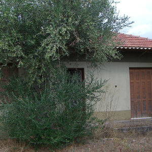 Olive tree field with old house in Messinia, Greece