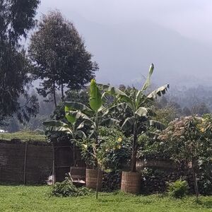1.75 GORGEOUS ACRES IN KINIGI RWANDA 