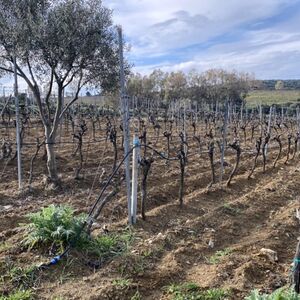 Vineyard and olive grove Sa Misa, Sardinia