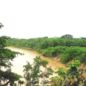 For Sale: 280 has Land in the jungle, Ucayali - Perú