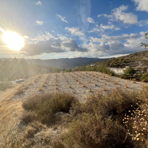 🏡 Residential Plot for Sale – Laneia, Limassol District