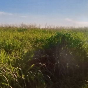 Agricultural operation with livestock farming, Chaco, 11125 