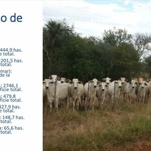 Agricultural/Livestock Farm 31677 hectares