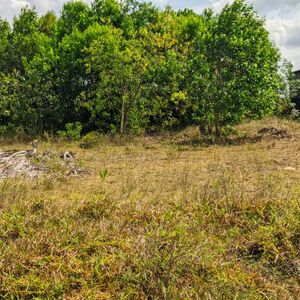  TERRAIN PLAT 2.500 m&sup2; TITR&Eacute; & BORN&Eacute; &Agrave; TAMATAVE MADAGASCAR