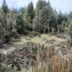 Land for Sale in Puerto Varas