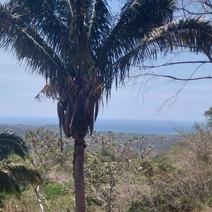 3 huge lots for sale, single or together!