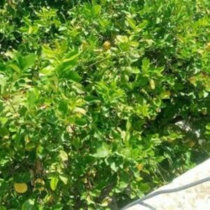 VILLA TO BE DEMOLISHED FOR R+4 REAL ESTATE PROJECT &ndash;