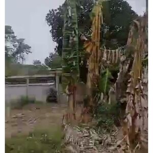 Farm lot in samal island, Philippines 