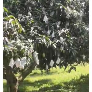 Farm lot in matan ao, Davao del sur 