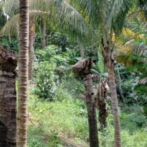 Farm lot in toril, Davao city 