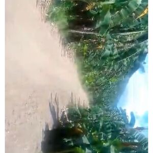 Farm lot in Sta. Cruz, Davao del sur 