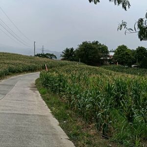 Farm lot in Davao city 