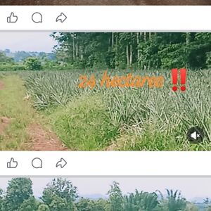 Farm lot in bukidnon 